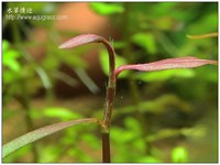 紫豔柳 - Polygonum sp