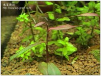 紫豔柳 - Polygonum sp