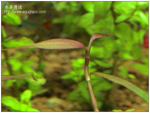 紫豔柳 - Polygonum sp