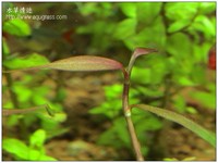 紫豔柳 - Polygonum sp