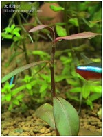 紫豔柳 - Polygonum sp