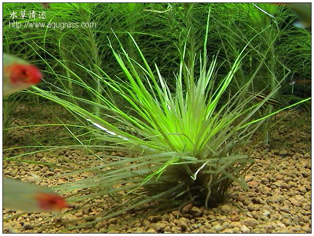 細葉大菊精- Eriocaulaceae sp
