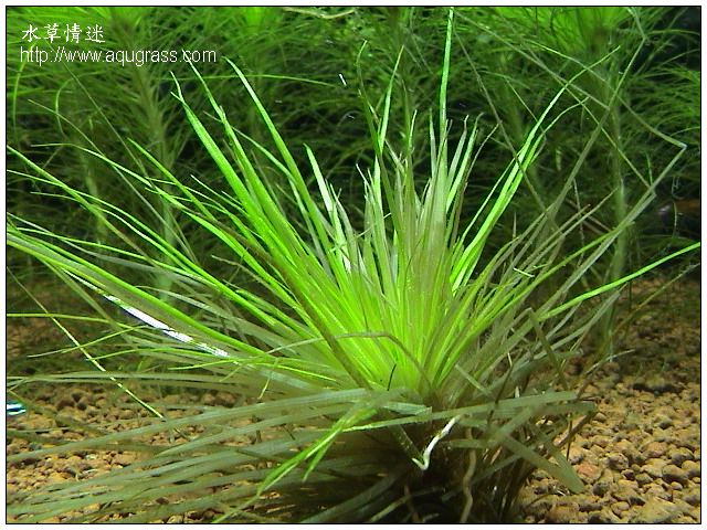 細葉大菊精- Eriocaulaceae sp
